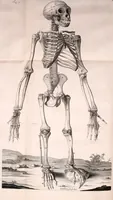 Picture 5 of 8 from Orang-outang, sive homo sylvestris: or, The anatomy of a pygmie compared with that of a monkey, an ape, and a man. To which is added, A philological essay concerning the pygmies, the cynocephali, the satyrs, and sphinges of the ancients. Wherein it will appear that they are all either apes or monkeys, and not men, as formerly pretended (1699), leaf 138