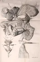 An illustration from Orang-outang, sive homo sylvestris: or, The anatomy of a pygmie compared with that of a monkey, an ape, and a man. To which is added, A philological essay concerning the pygmies, the cynocephali, the satyrs, and sphinges of the ancients. Wherein it will appear that they are all either apes or monkeys, and not men, as formerly pretended (1699)