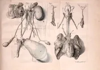 An illustration from Orang-outang, sive homo sylvestris: or, The anatomy of a pygmie compared with that of a monkey, an ape, and a man. To which is added, A philological essay concerning the pygmies, the cynocephali, the satyrs, and sphinges of the ancients. Wherein it will appear that they are all either apes or monkeys, and not men, as formerly pretended (1699)
