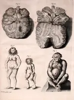 Picture 8 of 8 from Orang-outang, sive homo sylvestris: or, The anatomy of a pygmie compared with that of a monkey, an ape, and a man. To which is added, A philological essay concerning the pygmies, the cynocephali, the satyrs, and sphinges of the ancients. Wherein it will appear that they are all either apes or monkeys, and not men, as formerly pretended (1699), leaf 157