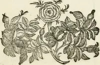 Picture 7 of 7 from Oratione fvnerale di Lorenzo Dvcci nell'essequie di Torqvato Tasso (1600), leaf 20