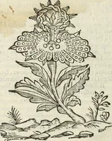 An illustration from Oratione fvnerale fatta nelle essequie dell'illustriss. e reuerendiss. sig. card. Spinola, arciuesc. di Genoua (1616)