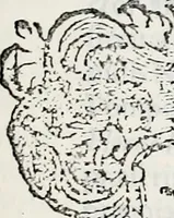 An illustration from Orbis Polonvs, splendoribus caeli: Triumphis mundi: pulchritudine animantium: decore aquatilium: naturae excellentia reptilium, condecoratvs. In qvo antiqva Sarmatarvm gentilitia, pervetvstae nobilitatis polonae insignia, vetera & noua indigenatus meritorum praemia & arma, specificantur & relucent. Nunc primum, vt Latinitati consecratus, ita claritate & veritate perspicuus (1641)