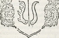 An illustration from Orbis Polonvs, splendoribus caeli: Triumphis mundi: pulchritudine animantium: decore aquatilium: naturae excellentia reptilium, condecoratvs. In qvo antiqva Sarmatarvm gentilitia, pervetvstae nobilitatis polonae insignia, vetera & noua indigenatus meritorum praemia & arma, specificantur & relucent. Nunc primum, vt Latinitati consecratus, ita claritate & veritate perspicuus (1641)