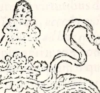Picture 26 of 109 from Orbis Polonvs, splendoribus caeli: Triumphis mundi: pulchritudine animantium: decore aquatilium: naturae excellentia reptilium, condecoratvs. In qvo antiqva Sarmatarvm gentilitia, pervetvstae nobilitatis polonae insignia, vetera & noua indigenatus meritorum praemia & arma, specificantur & relucent. Nunc primum, vt Latinitati consecratus, ita claritate & veritate perspicuus (1641), leaf 322