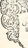 An illustration from Orbis Polonvs, splendoribus caeli: Triumphis mundi: pulchritudine animantium: decore aquatilium: naturae excellentia reptilium, condecoratvs. In qvo antiqva Sarmatarvm gentilitia, pervetvstae nobilitatis polonae insignia, vetera & noua indigenatus meritorum praemia & arma, specificantur & relucent. Nunc primum, vt Latinitati consecratus, ita claritate & veritate perspicuus (1641)