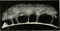 An illustration from The orbs around us : a series of familiar essays on the moon and planets, meteors and comets, the sun and coloured pairs of suns (1902)