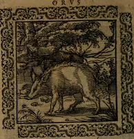 Picture 102 of 375 from Ori Apollinis Niliaci, De sacris Aegyptiorum notis, Aegyptiacè expressis : libri duo, iconibus illustrati, & aucti : nunc primùm in latinum ac gallicum sermonem conversi (1574), leaf 135
