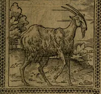 Picture 133 of 375 from Ori Apollinis Niliaci, De sacris Aegyptiorum notis, Aegyptiacè expressis : libri duo, iconibus illustrati, & aucti : nunc primùm in latinum ac gallicum sermonem conversi (1574), leaf 166