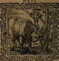 Picture 140 of 375 from Ori Apollinis Niliaci, De sacris Aegyptiorum notis, Aegyptiacè expressis : libri duo, iconibus illustrati, & aucti : nunc primùm in latinum ac gallicum sermonem conversi (1574), leaf 173