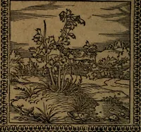 Picture 156 of 375 from Ori Apollinis Niliaci, De sacris Aegyptiorum notis, Aegyptiacè expressis : libri duo, iconibus illustrati, & aucti : nunc primùm in latinum ac gallicum sermonem conversi (1574), leaf 189