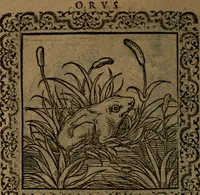 Picture 163 of 375 from Ori Apollinis Niliaci, De sacris Aegyptiorum notis, Aegyptiacè expressis : libri duo, iconibus illustrati, & aucti : nunc primùm in latinum ac gallicum sermonem conversi (1574), leaf 197