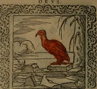 Picture 189 of 375 from Ori Apollinis Niliaci, De sacris Aegyptiorum notis, Aegyptiacè expressis : libri duo, iconibus illustrati, & aucti : nunc primùm in latinum ac gallicum sermonem conversi (1574), leaf 223