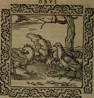 Picture 14 of 375 from Ori Apollinis Niliaci, De sacris Aegyptiorum notis, Aegyptiacè expressis : libri duo, iconibus illustrati, & aucti : nunc primùm in latinum ac gallicum sermonem conversi (1574), leaf 35