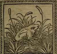 Picture 26 of 375 from Ori Apollinis Niliaci, De sacris Aegyptiorum notis, Aegyptiacè expressis : libri duo, iconibus illustrati, & aucti : nunc primùm in latinum ac gallicum sermonem conversi (1574), leaf 52