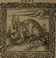 Picture 27 of 375 from Ori Apollinis Niliaci, De sacris Aegyptiorum notis, Aegyptiacè expressis : libri duo, iconibus illustrati, & aucti : nunc primùm in latinum ac gallicum sermonem conversi (1574), leaf 53