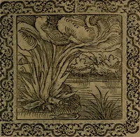 Picture 43 of 375 from Ori Apollinis Niliaci, De sacris Aegyptiorum notis, Aegyptiacè expressis : libri duo, iconibus illustrati, & aucti : nunc primùm in latinum ac gallicum sermonem conversi (1574), leaf 72