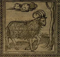 Picture 48 of 375 from Ori Apollinis Niliaci, De sacris Aegyptiorum notis, Aegyptiacè expressis : libri duo, iconibus illustrati, & aucti : nunc primùm in latinum ac gallicum sermonem conversi (1574), leaf 77