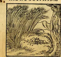 An illustration from Ori Apollonis Niliaci, de sacris notis & sculpturis libri duo, vbi ad fidem vetudti codicis manu scripti restituta sunt loca permulta, corrupta ante ac deplorata (1551)