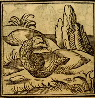 An illustration from Ori Apollonis Niliaci, de sacris notis & sculpturis libri duo, vbi ad fidem vetudti codicis manu scripti restituta sunt loca permulta, corrupta ante ac deplorata (1551)