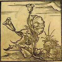 An illustration from Ori Apollonis Niliaci, de sacris notis & sculpturis libri duo, vbi ad fidem vetudti codicis manu scripti restituta sunt loca permulta, corrupta ante ac deplorata (1551)