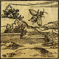 An illustration from Ori Apollonis Niliaci, de sacris notis & sculpturis libri duo, vbi ad fidem vetudti codicis manu scripti restituta sunt loca permulta, corrupta ante ac deplorata (1551)