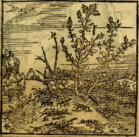 An illustration from Ori Apollonis Niliaci, de sacris notis & sculpturis libri duo, vbi ad fidem vetudti codicis manu scripti restituta sunt loca permulta, corrupta ante ac deplorata (1551)