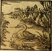 An illustration from Ori Apollonis Niliaci, de sacris notis & sculpturis libri duo, vbi ad fidem vetudti codicis manu scripti restituta sunt loca permulta, corrupta ante ac deplorata (1551)