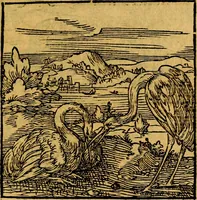 Picture 121 of 179 from Ori Apollonis Niliaci, de sacris notis & sculpturis libri duo, vbi ad fidem vetudti codicis manu scripti restituta sunt loca permulta, corrupta ante ac deplorata (1551), leaf 182