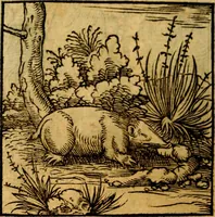 An illustration from Ori Apollonis Niliaci, de sacris notis & sculpturis libri duo, vbi ad fidem vetudti codicis manu scripti restituta sunt loca permulta, corrupta ante ac deplorata (1551)