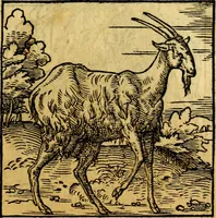 An illustration from Ori Apollonis Niliaci, de sacris notis & sculpturis libri duo, vbi ad fidem vetudti codicis manu scripti restituta sunt loca permulta, corrupta ante ac deplorata (1551)