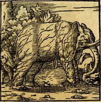 Picture 142 of 179 from Ori Apollonis Niliaci, de sacris notis & sculpturis libri duo, vbi ad fidem vetudti codicis manu scripti restituta sunt loca permulta, corrupta ante ac deplorata (1551), leaf 210
