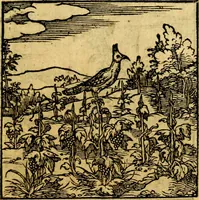 Picture 148 of 179 from Ori Apollonis Niliaci, de sacris notis & sculpturis libri duo, vbi ad fidem vetudti codicis manu scripti restituta sunt loca permulta, corrupta ante ac deplorata (1551), leaf 216