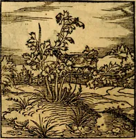 An illustration from Ori Apollonis Niliaci, de sacris notis & sculpturis libri duo, vbi ad fidem vetudti codicis manu scripti restituta sunt loca permulta, corrupta ante ac deplorata (1551)