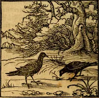 An illustration from Ori Apollonis Niliaci, de sacris notis & sculpturis libri duo, vbi ad fidem vetudti codicis manu scripti restituta sunt loca permulta, corrupta ante ac deplorata (1551)