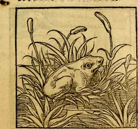 An illustration from Ori Apollonis Niliaci, de sacris notis & sculpturis libri duo, vbi ad fidem vetudti codicis manu scripti restituta sunt loca permulta, corrupta ante ac deplorata (1551)