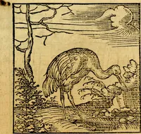 Picture 37 of 179 from Ori Apollonis Niliaci, de sacris notis & sculpturis libri duo, vbi ad fidem vetudti codicis manu scripti restituta sunt loca permulta, corrupta ante ac deplorata (1551), leaf 82