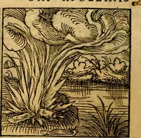 Picture 43 of 179 from Ori Apollonis Niliaci, de sacris notis & sculpturis libri duo, vbi ad fidem vetudti codicis manu scripti restituta sunt loca permulta, corrupta ante ac deplorata (1551), leaf 91