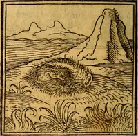 An illustration from Ori Apollonis Niliaci, de sacris notis & sculpturis libri duo, vbi ad fidem vetudti codicis manu scripti restituta sunt loca permulta, corrupta ante ac deplorata (1551)