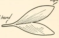 An illustration from Original creation for magicians hitherto kept up his sleeve (1920)