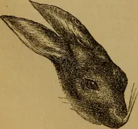 An illustration from An original and illustrated physiological and physiognomical chart (1873)