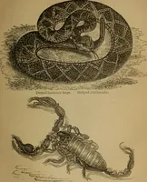 An illustration from An original and illustrated physiological and physiognomical chart (1873)