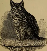 Picture 97 of 171 from An original and illustrated physiological and physiognomical chart (1873), leaf 128
