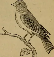 An illustration from An original and illustrated physiological and physiognomical chart (1873)