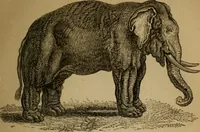 An illustration from An original and illustrated physiological and physiognomical chart (1873)