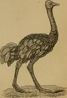 An illustration from An original and illustrated physiological and physiognomical chart (1873)