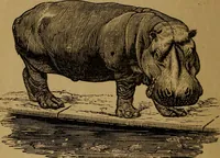 An illustration from An original and illustrated physiological and physiognomical chart (1873)