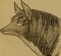 An illustration from An original and illustrated physiological and physiognomical chart (1873)