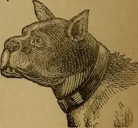 An illustration from An original and illustrated physiological and physiognomical chart (1873)