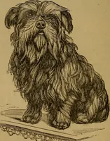 An illustration from An original and illustrated physiological and physiognomical chart (1873)